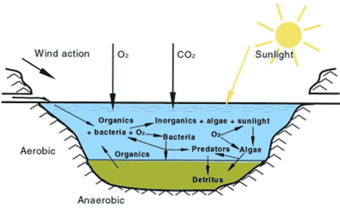 Treatment processes in facultative lagoons