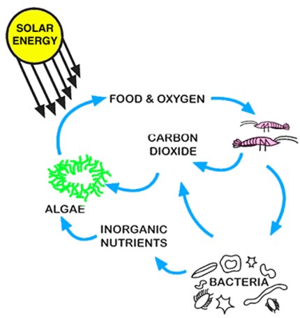 Treatment processes in aerobic lagoons