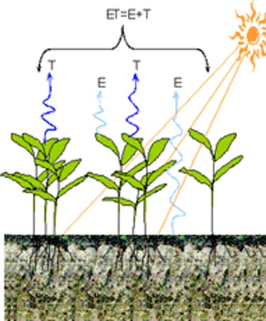 Evapotranspiration schematic