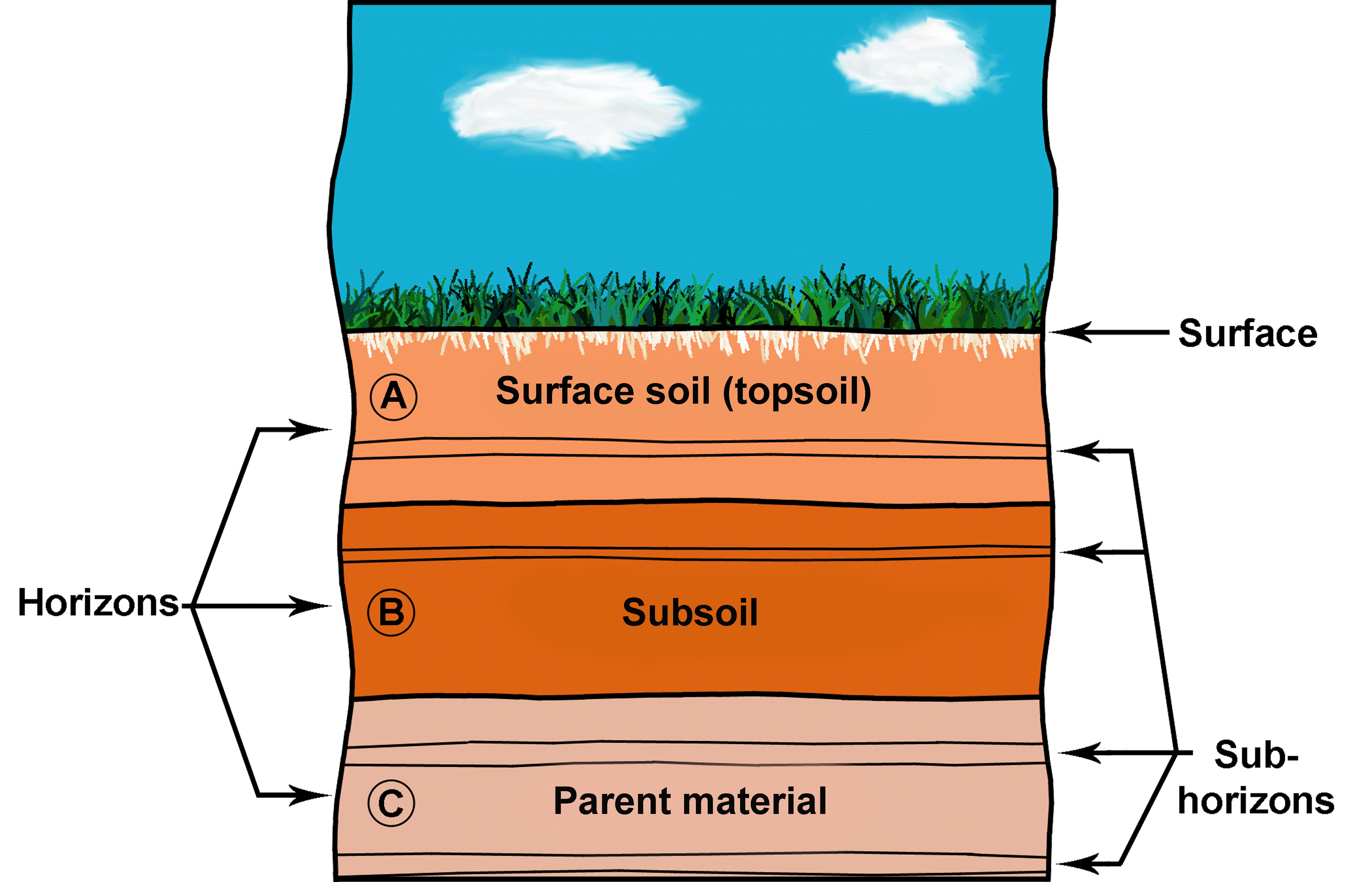 Potential soil horizons in a generic soil profile