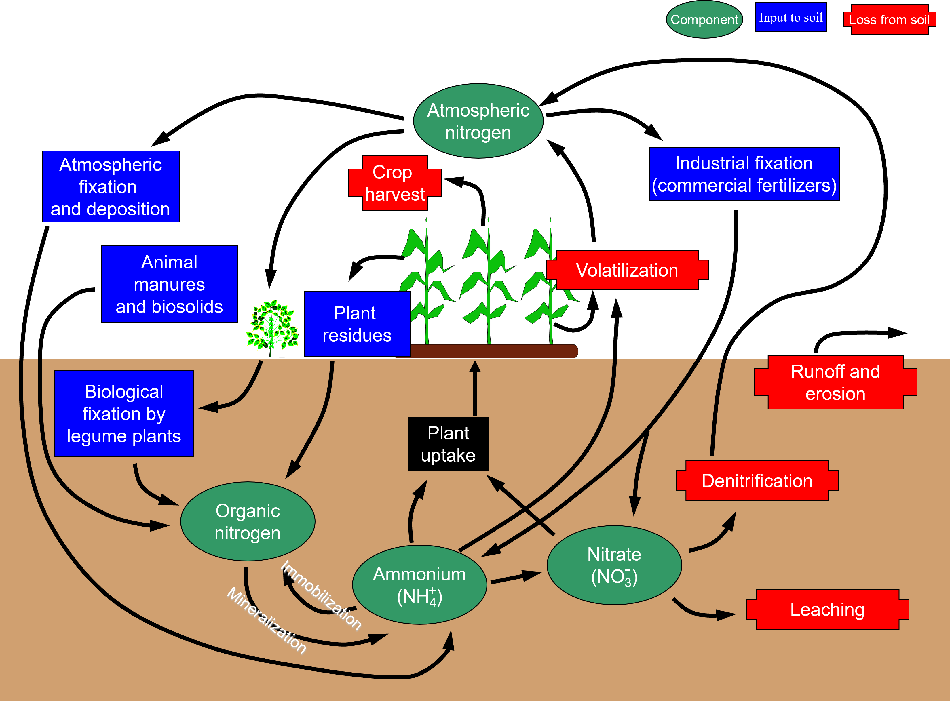 Nitrogen cycle