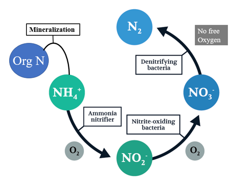 Nitrogen processing